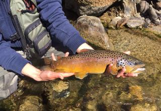 Trota Fario \ Brown Trout \ Truite Fario